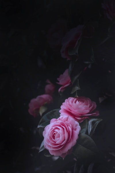 粉色插花